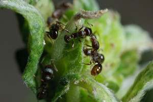 ants 300x200