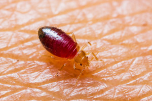 bedbug 300x200