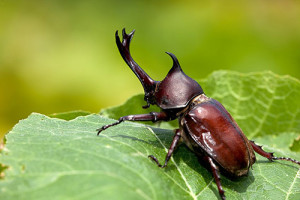 beetle 300x200