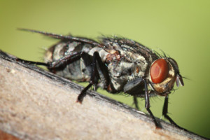 fly 300x200