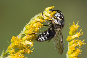 hornet 300x200