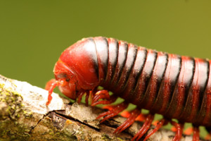millipede 300x200