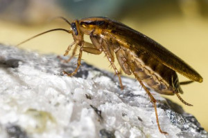 roach 300x200