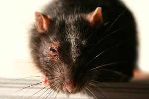 rodent 300x200