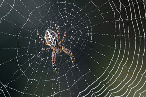spider 300x200