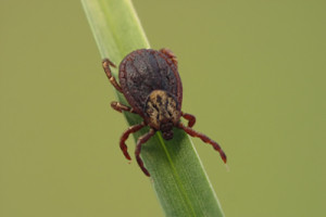 tick 300x200